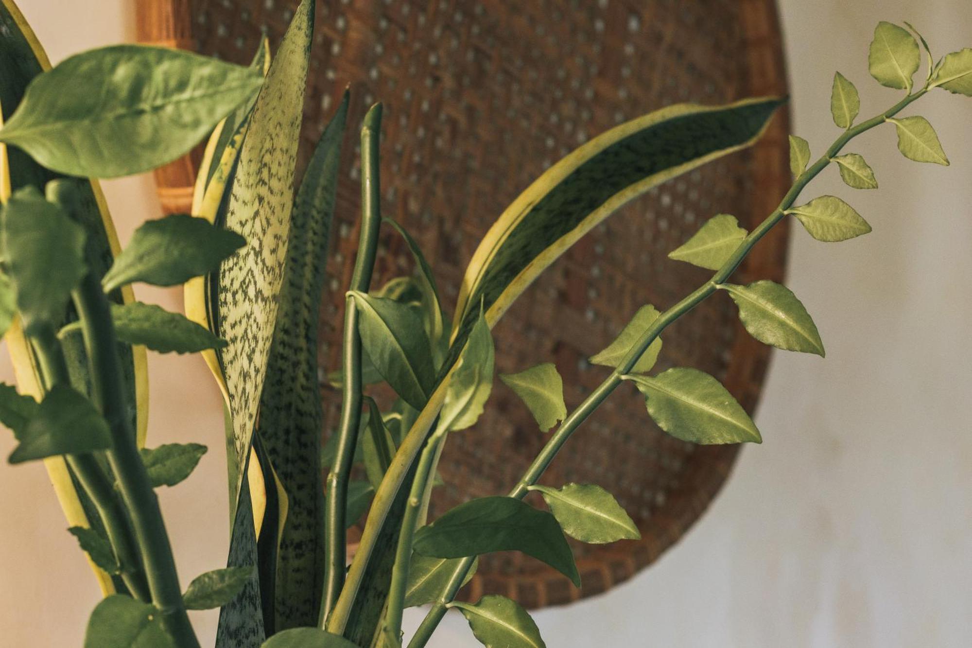 Butterfly House Bahia Otel Marau  Dış mekan fotoğraf